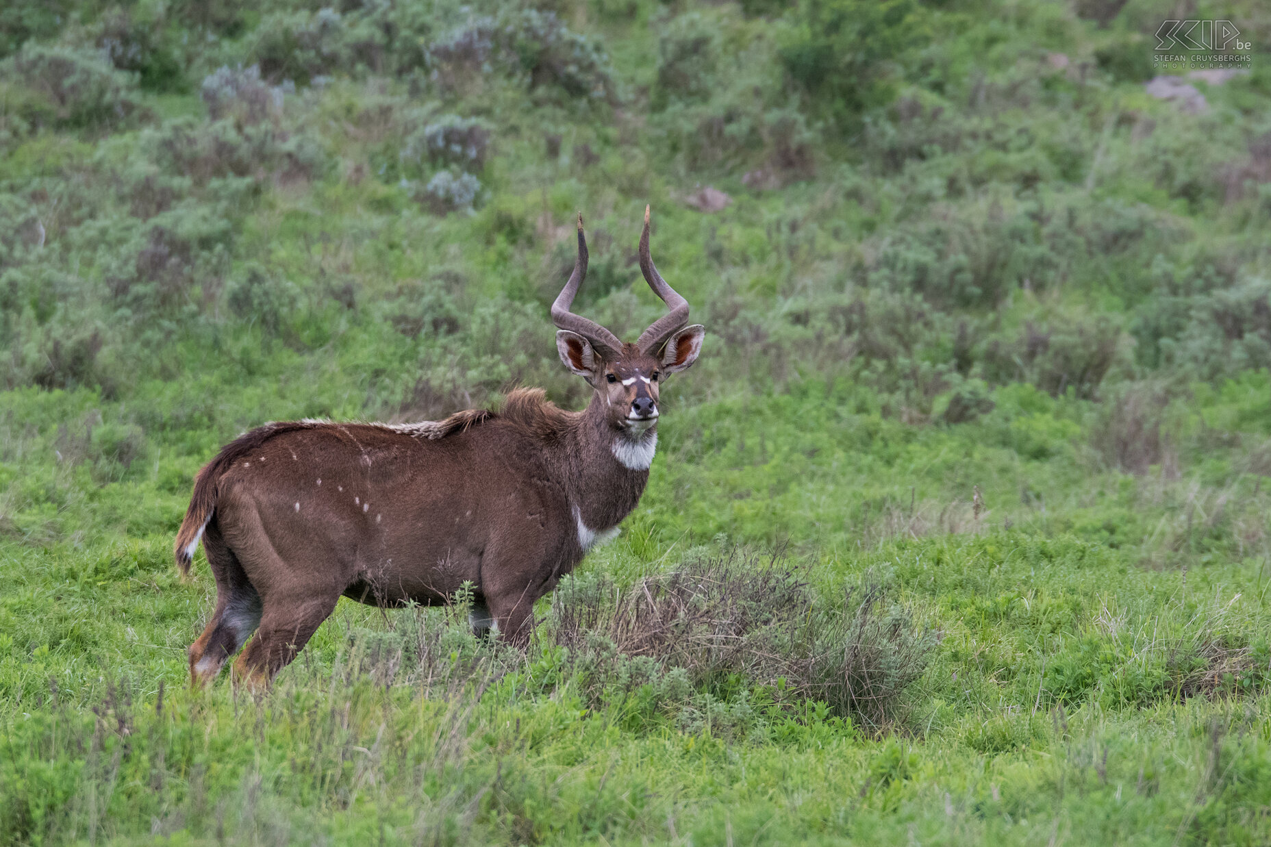 Bale Mountains - Dinsho - Bergnyala Nabij het hoofdkwartier van het park in Dinsho liggen op een hoogte tussen 2500 tot 3300 meter de laaglandbossen en valleien met diverse rivieren en watervallen. Zowel op de open vlaktes als in de bossen konden we de imposante bergnyala (Mountain nyala / Tragelaphus buxtoni) spotten. De bergnyala was trouwens de laatste grote antiloop die door wetenschappers ontdekt werd. In de Bale Mountains leven er naar schatting nog 3700. Bergnyala’s leven in kleine groepen en kalveren worden tussen december en maart geboren. Nadien blijven ze nog 2 jaar bij hun moeder. Stefan Cruysberghs